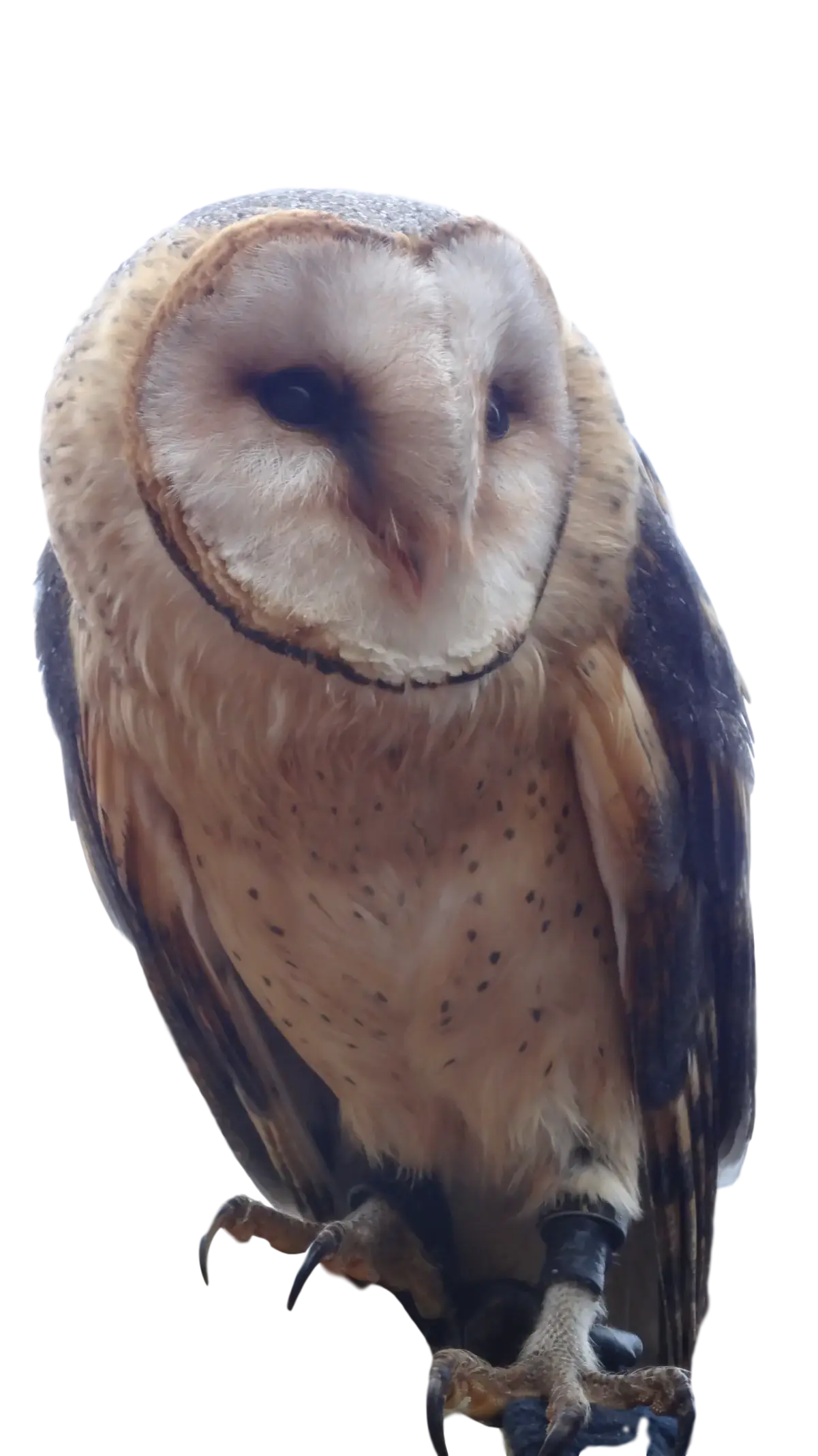 Barn Owl with Detailed Plumage