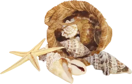 Rustic Bag of Seashells and Starfish