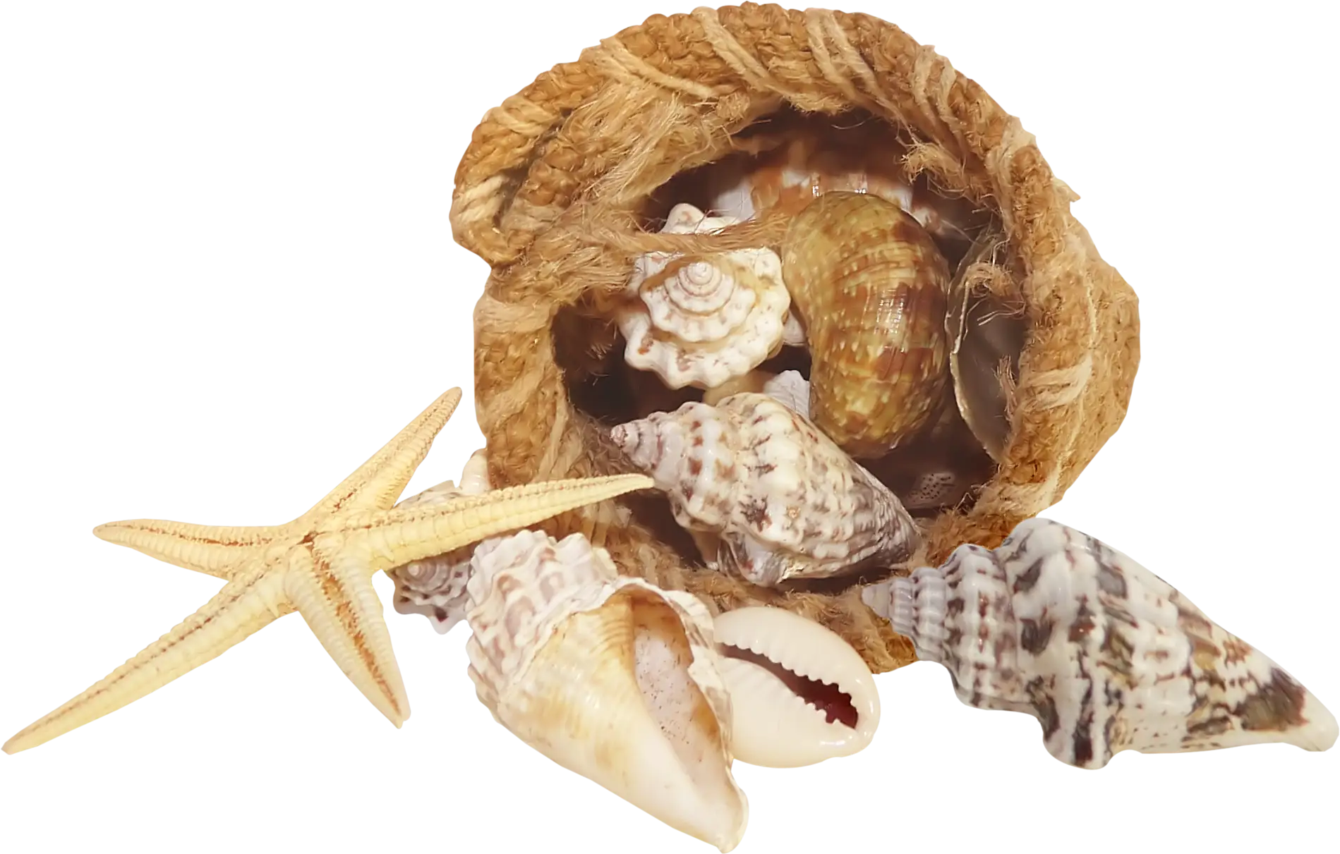 Rustic Bag of Seashells and Starfish
