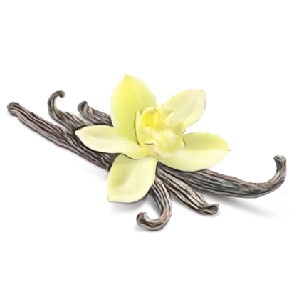 Vanilla Flower and Pods Botanical Illustration