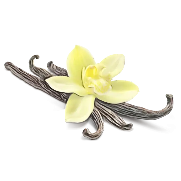 Vanilla Flower and Pods Botanical Illustration