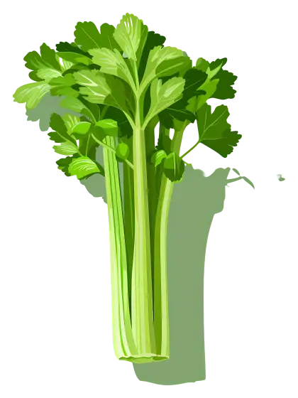 Fresh Green Celery Stalks Illustration