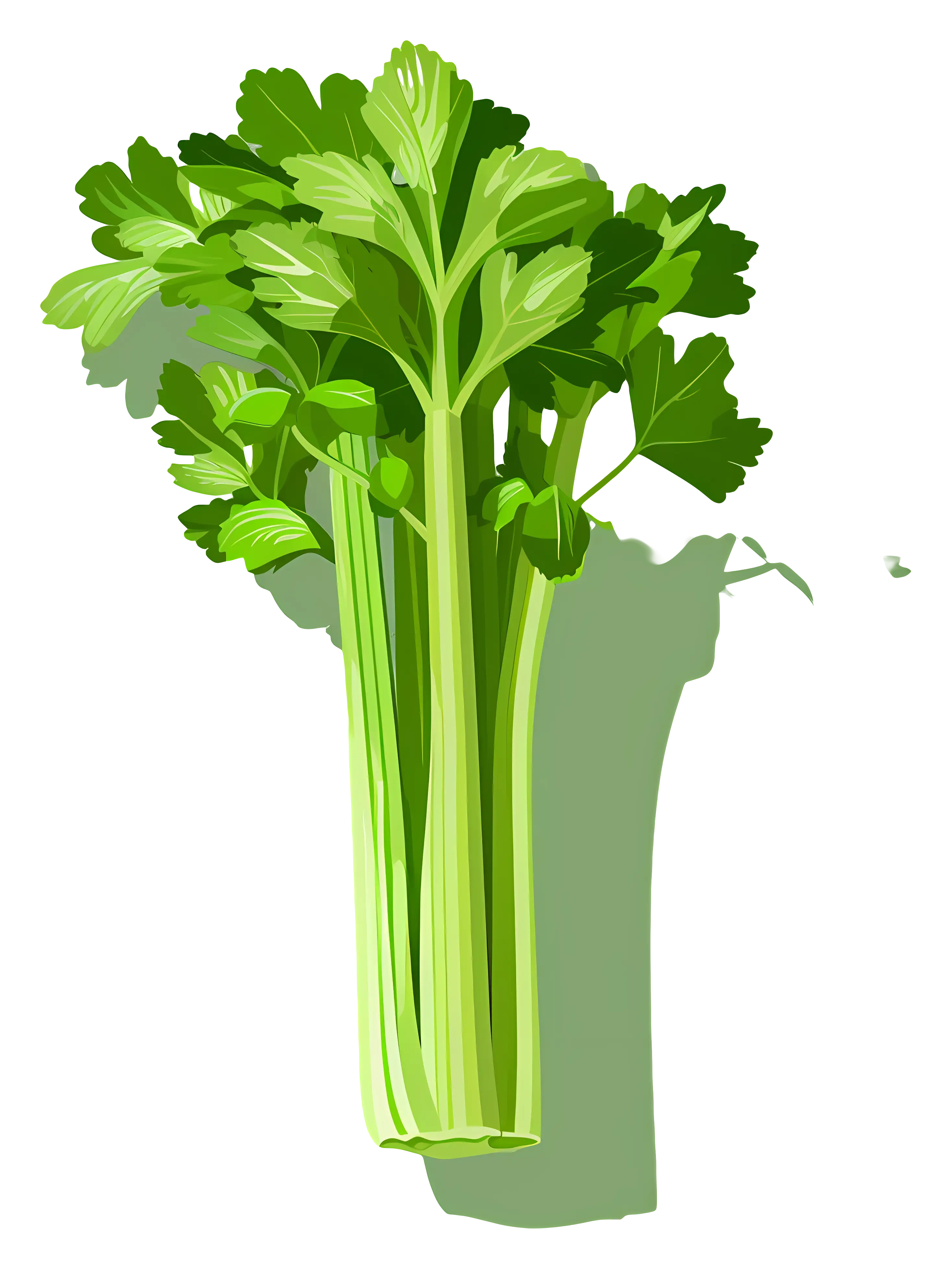 Fresh Green Celery Stalks Illustration