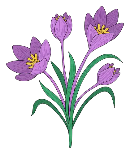 Purple Crocus Flowers Botanical Illustration