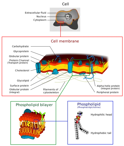 Diagram of Cell Membrane Structure