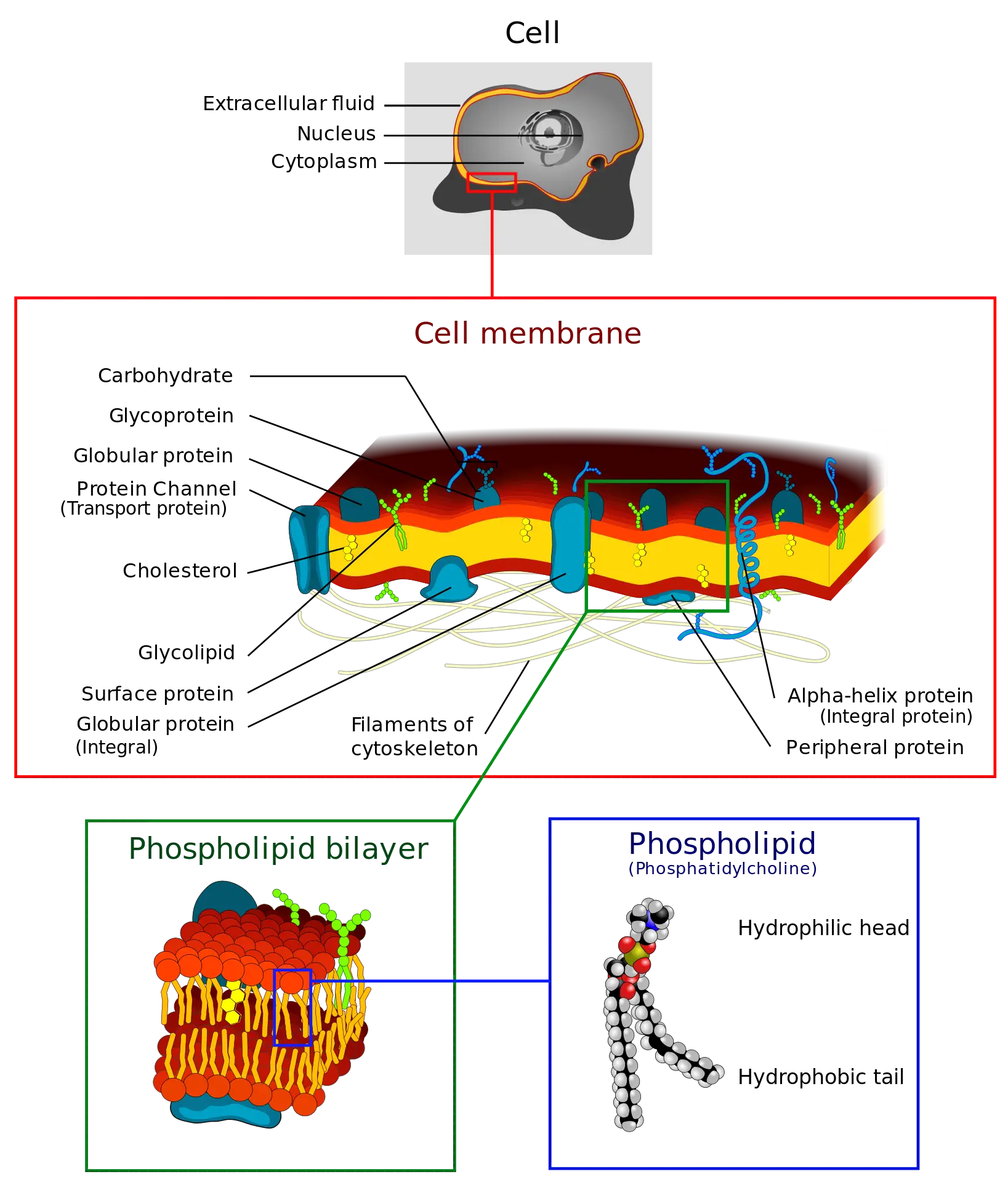 Diagram of Cell Membrane Structure