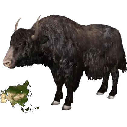 Yak with Asian Map