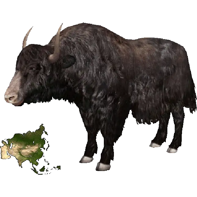 Yak with Asian Map