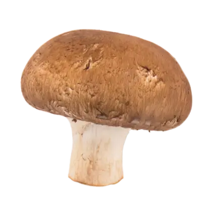 Edible Brown Mushroom Close-Up