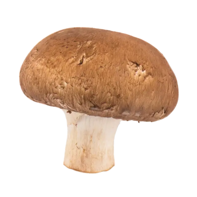 Edible Brown Mushroom Close-Up
