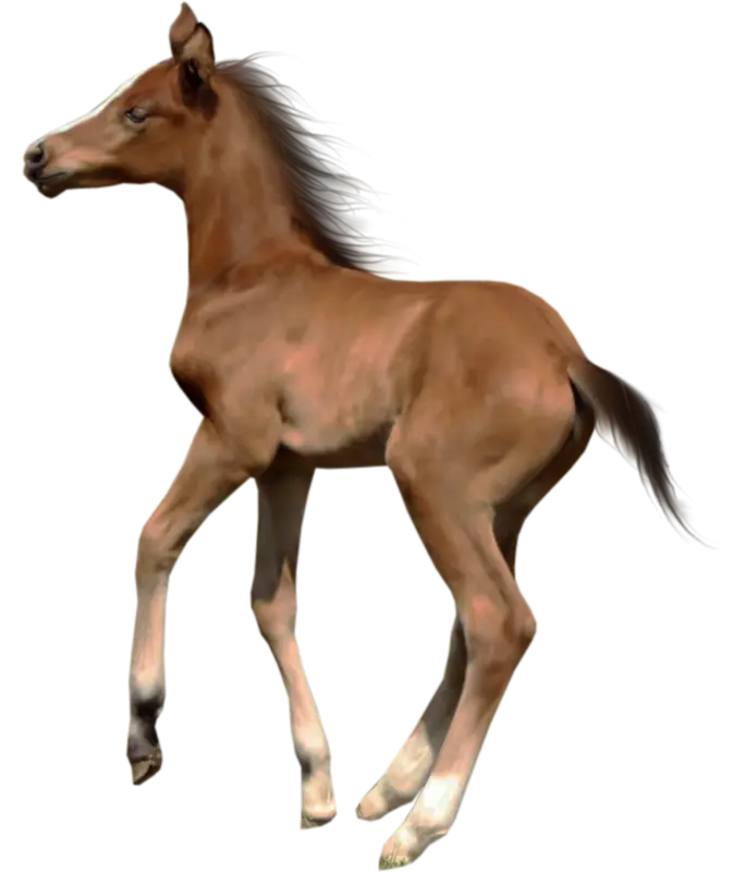 Young Brown Foal Walking Gracefully