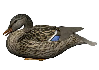 Realistic Duck Illustration