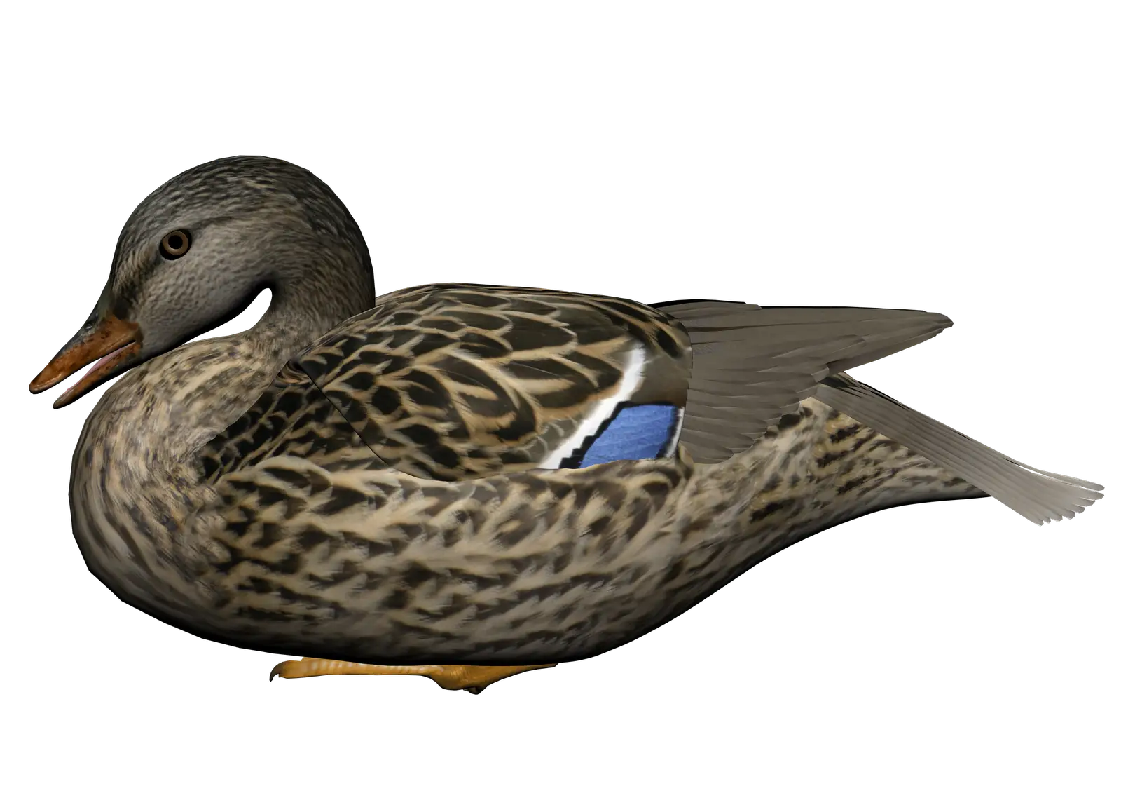 Realistic Duck Illustration