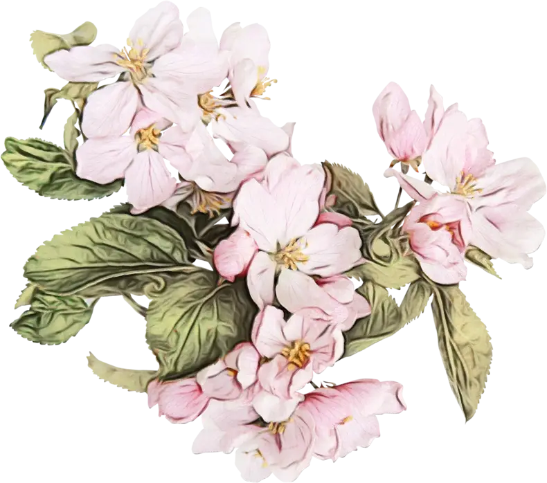 Beautiful Pink Flowers Illustration