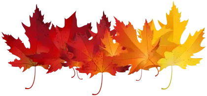 Red and Yellow Leaves Arranged in Line