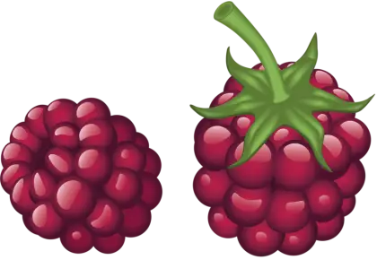 Red Raspberry Illustration