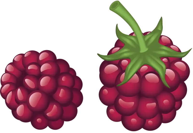 Red Raspberry Illustration