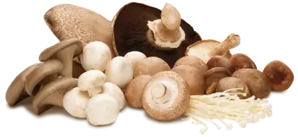 Assorted Mushrooms in Natural Variety