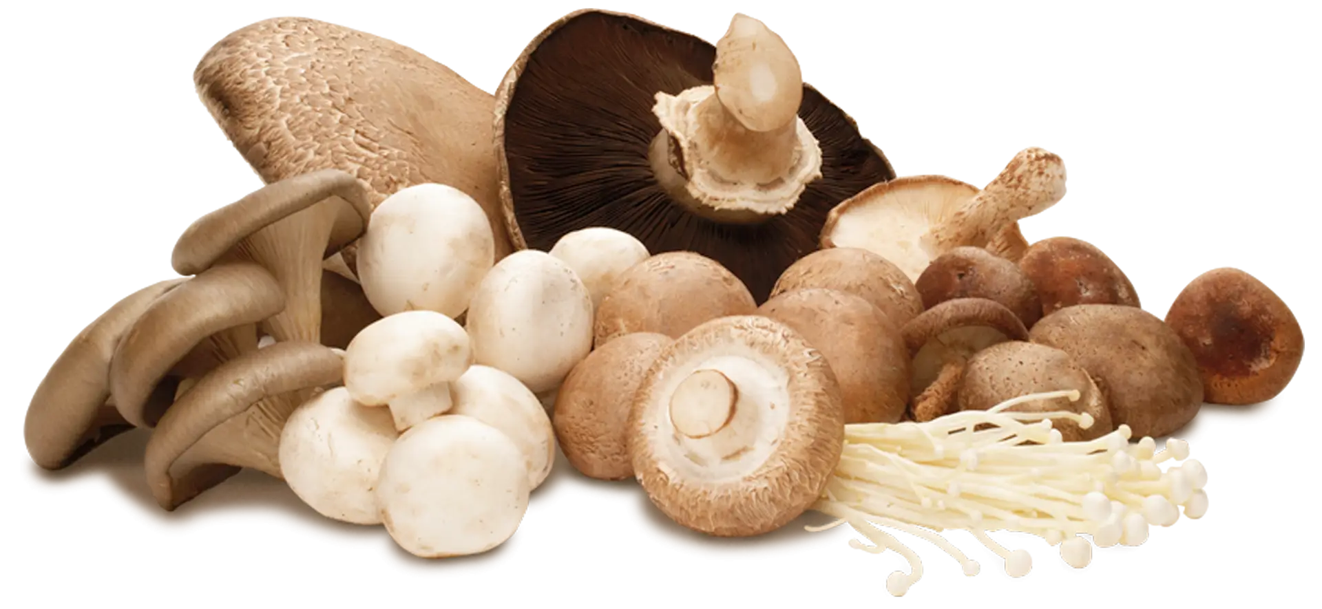 Assorted Mushrooms in Natural Variety