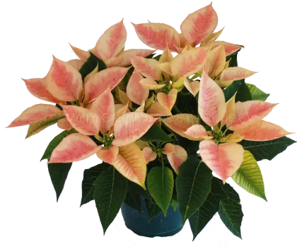 Pink Poinsettia Flower for Christmas Decoration