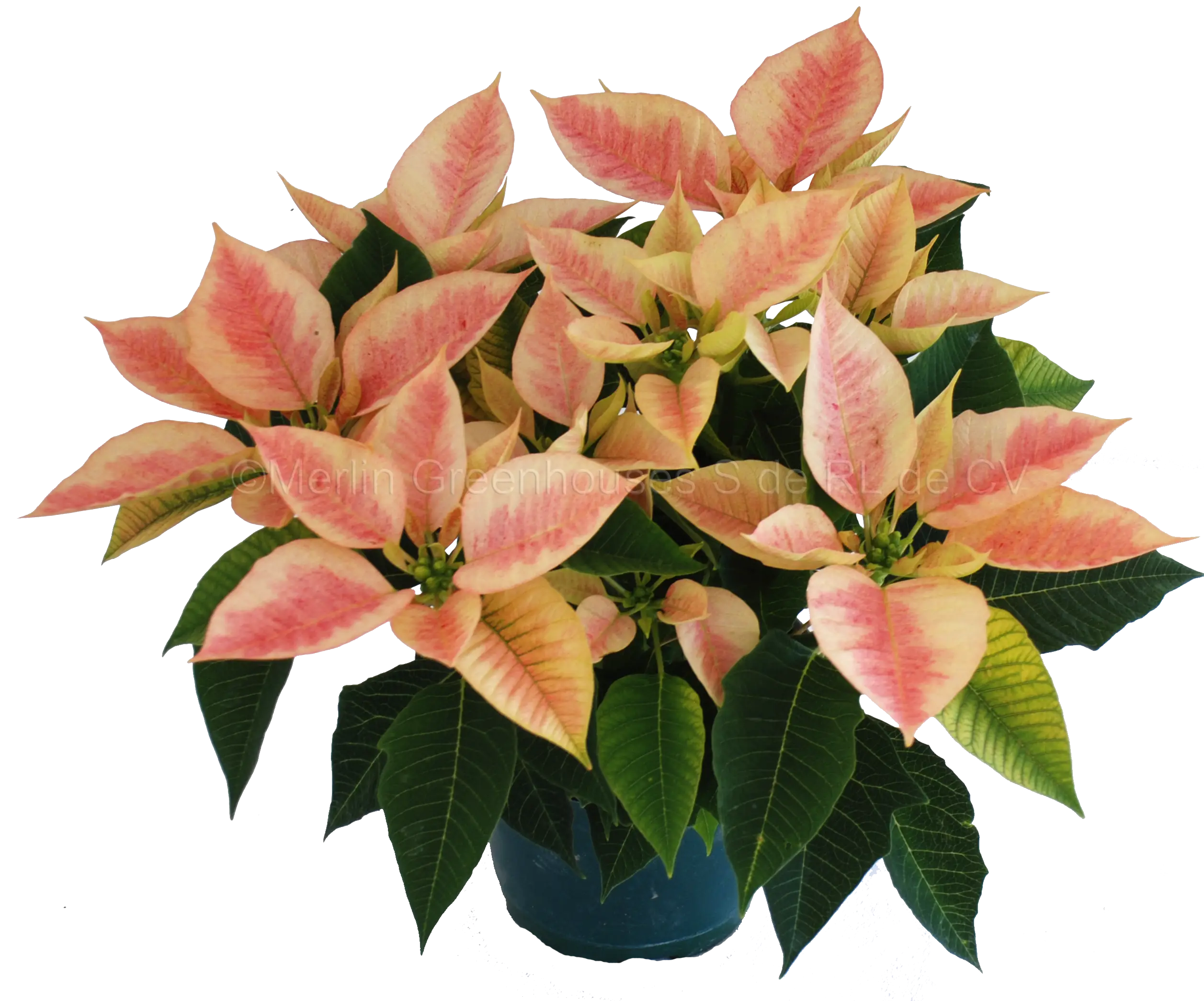Pink Poinsettia Flower for Christmas Decoration