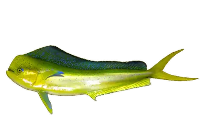 Mahi-Mahi Fish with Vibrant Colors