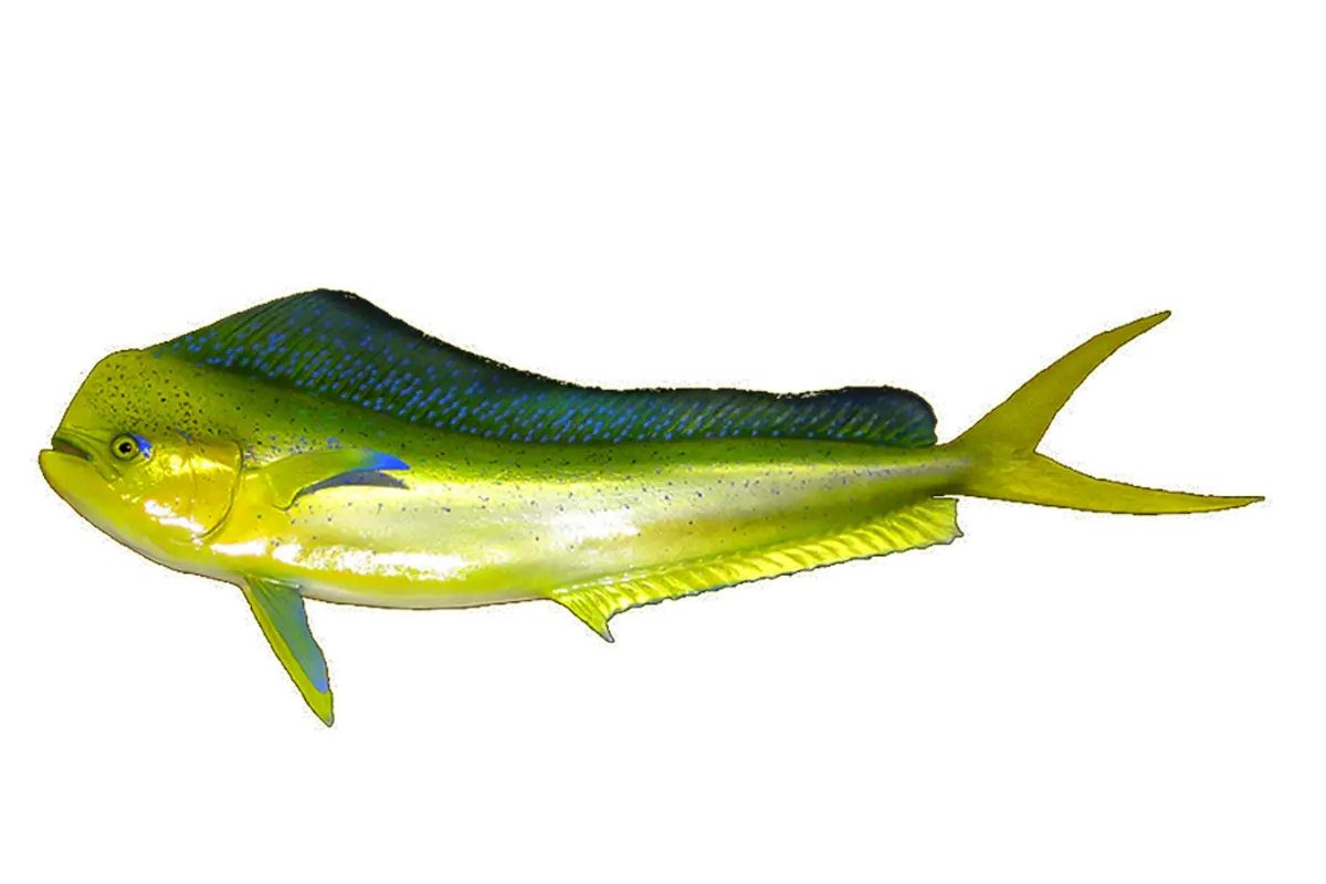 Mahi-Mahi Fish with Vibrant Colors