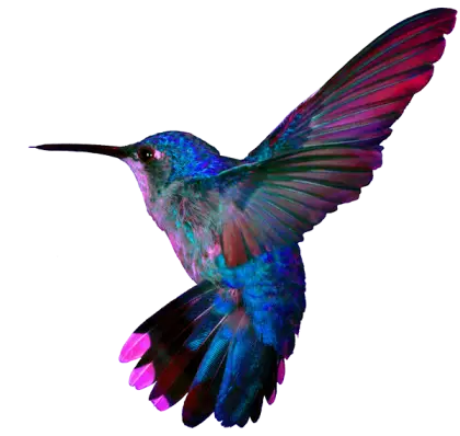 Vivid Hummingbird in Flight
