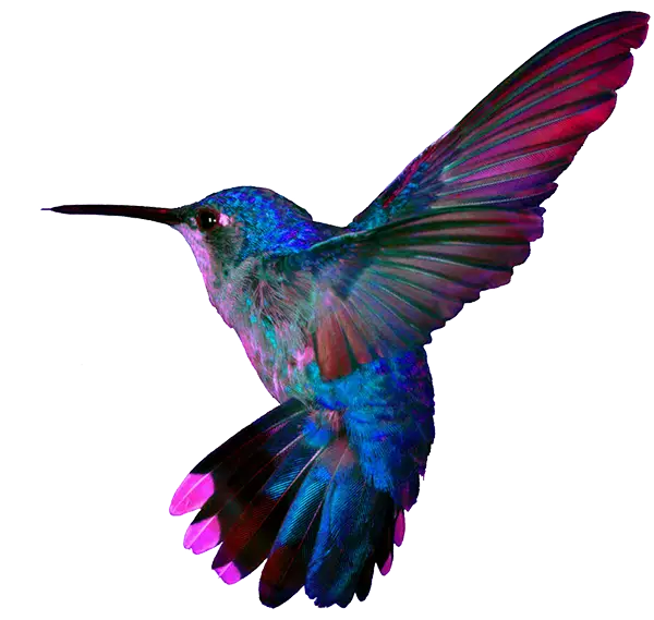 Vivid Hummingbird in Flight