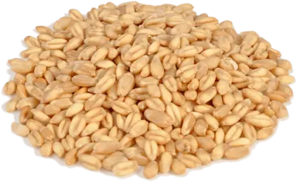 Pile of Wheat Grains for Natural Food Products