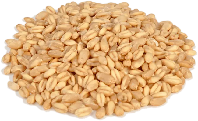 Pile of Wheat Grains for Natural Food Products