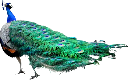 Peacock with Vibrant Beautiful Feathers