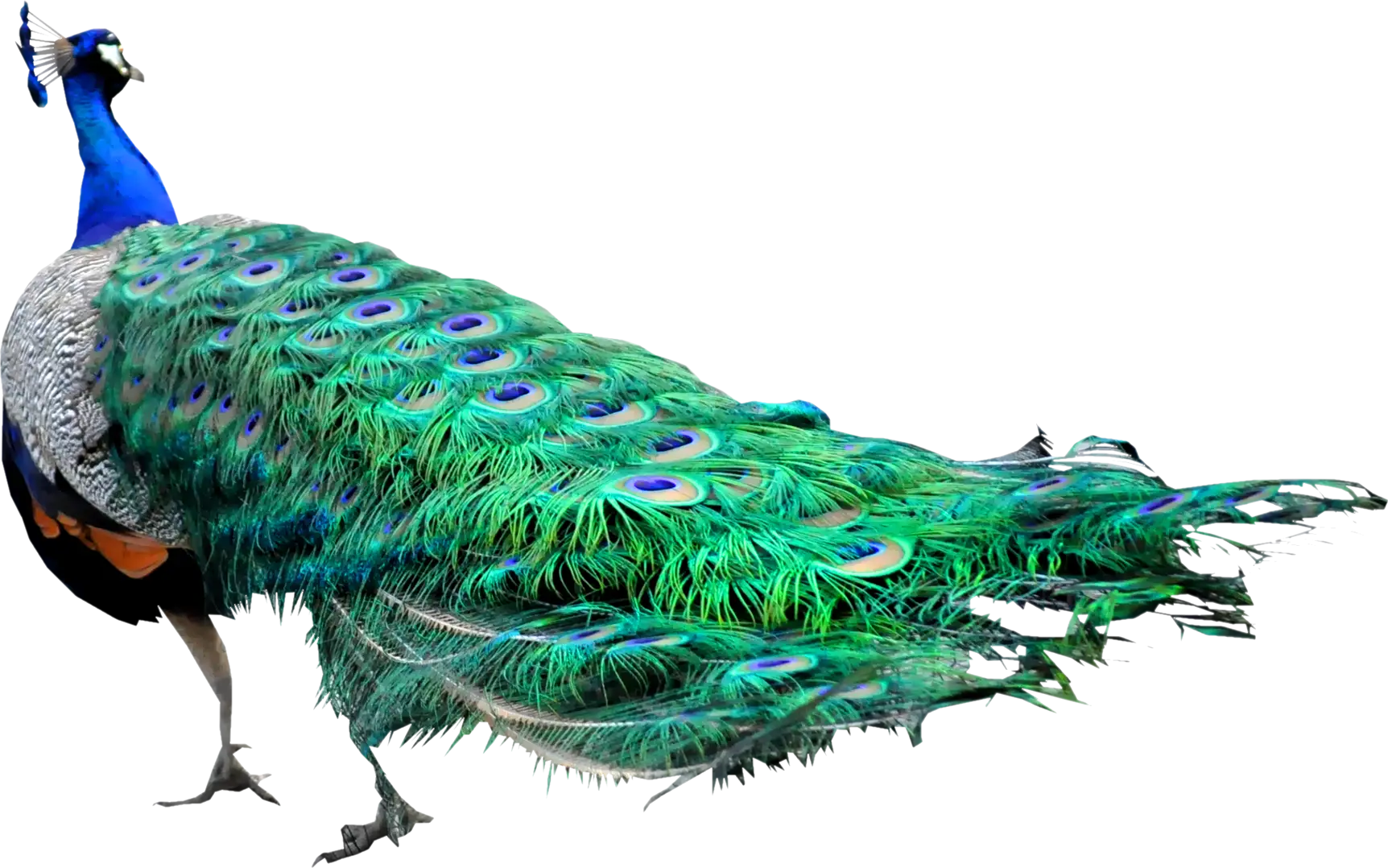 Peacock with Vibrant Beautiful Feathers