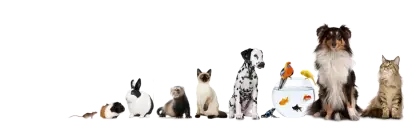 Variety of Domestic Pets