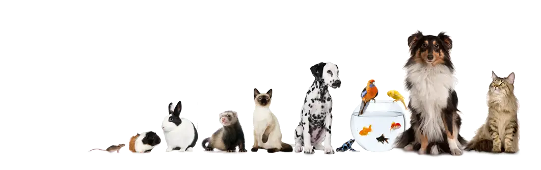Variety of Domestic Pets