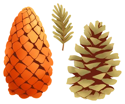 Pine Cones and Branch Illustration