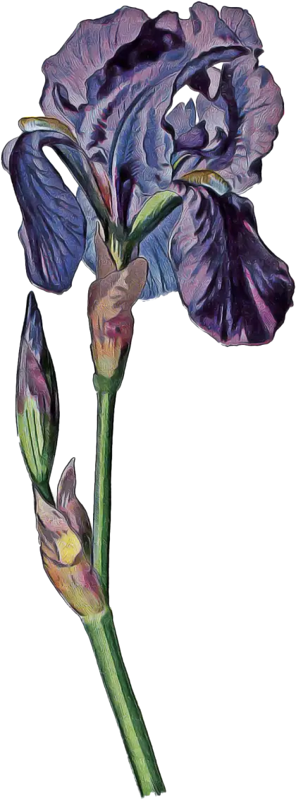 Purple Iris Flower Illustration
