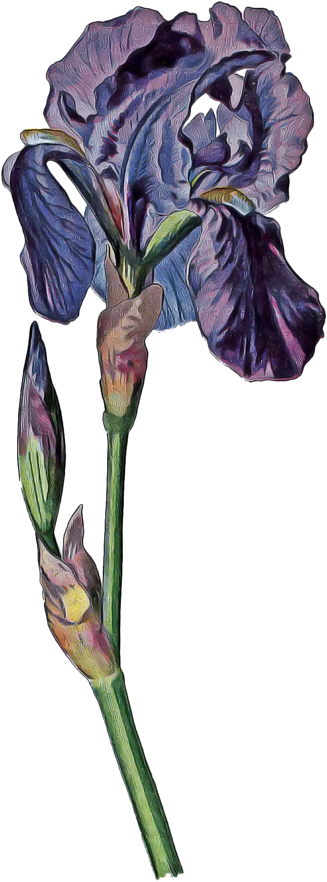 Purple Iris Flower Illustration