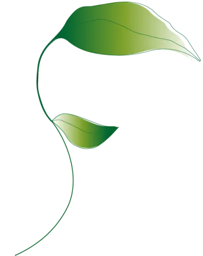 Illustration of Green Leaf with Minimalist Style