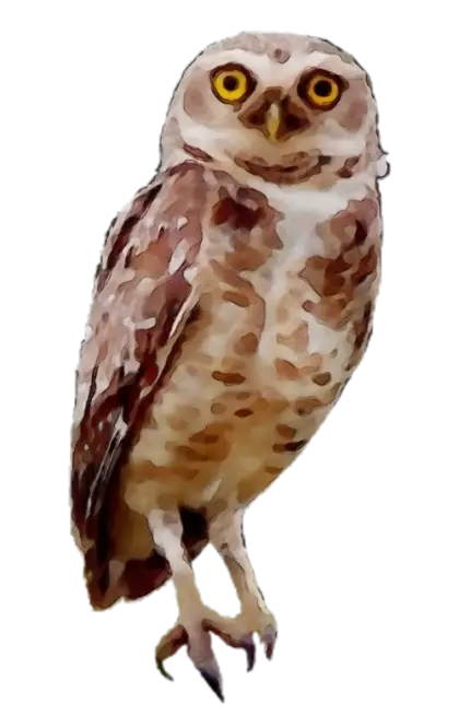 Realistic Owl with Brown Feathers and Yellow Eyes