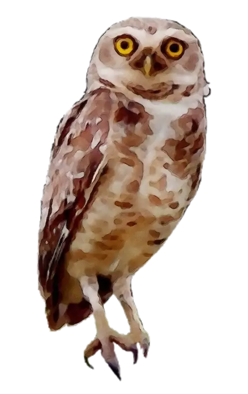 Realistic Owl with Brown Feathers and Yellow Eyes