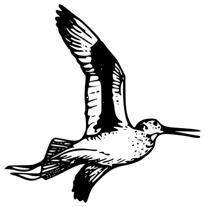 Black and White Sketch of a Flying Bird