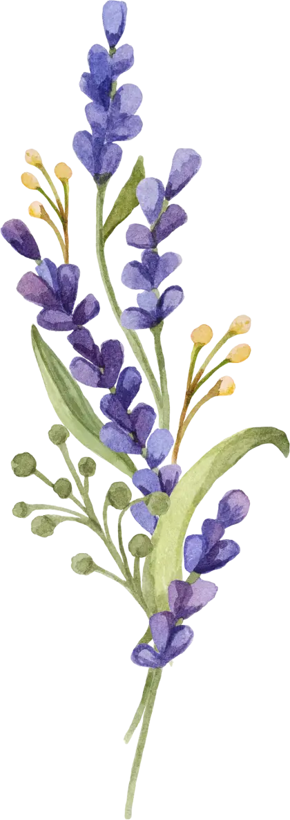 Watercolor Lavender Flowers Illustration
