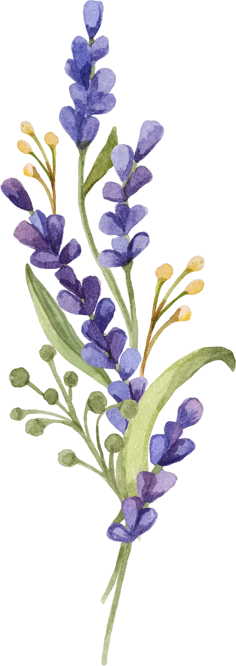 Watercolor Lavender Flowers Illustration