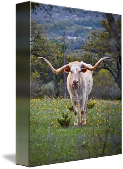Longhorn Cow in a Field