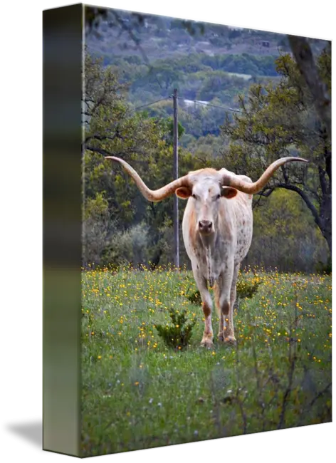 Longhorn Cow in a Field