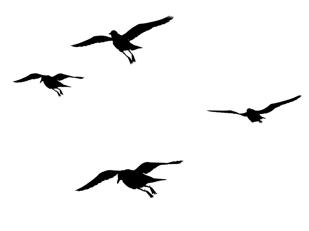 Silhouette of Flying Birds in the Sky