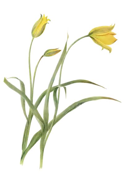 Yellow Flowers Botanical Illustration
