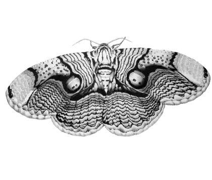 Black and White Moth Illustration