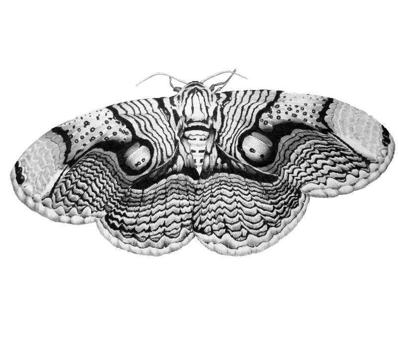 Black and White Moth Illustration